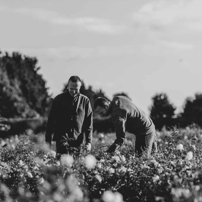 Two men in a field of David Austin roses