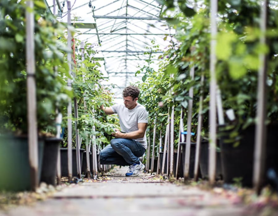 Man in a greenhouse at David Austin