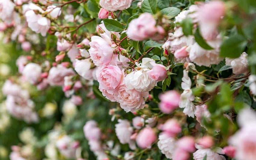 The_Generous_Gardener pink climbing rose bred by David Austin
