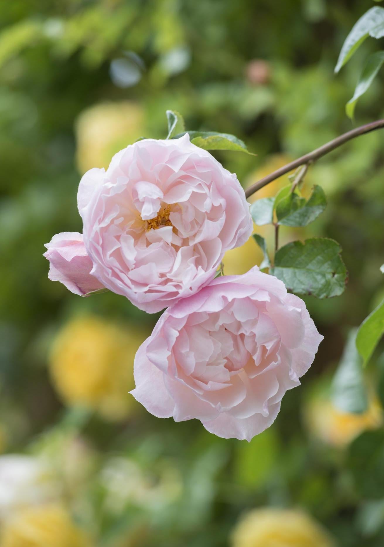 Close up bloom shot of The Generous Gardener a pink rose bred by David Austin