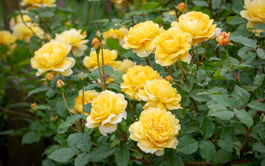 The_Poet_s_Wife yellow shrub rose bred by David Austin