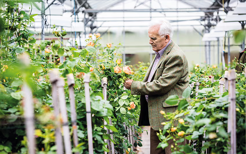 David Austin in a greenhouse of English roses