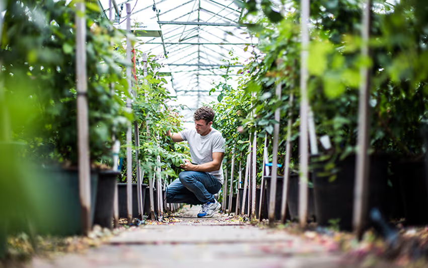 Man in a greenhouse at David Austin roses