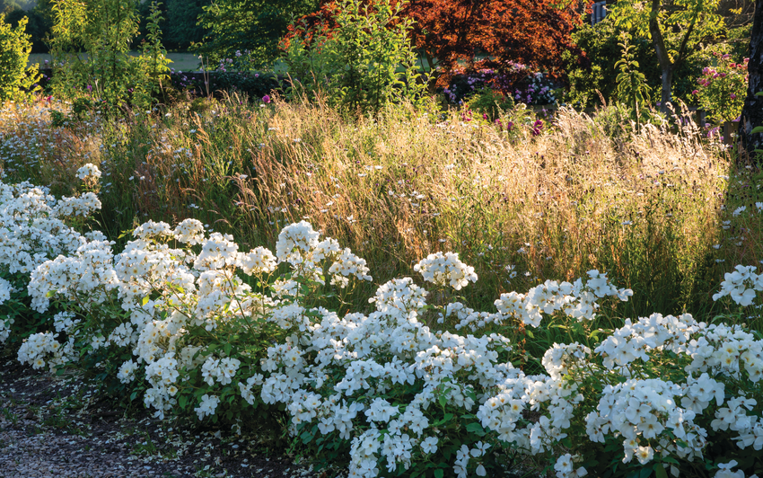 Kew Gardens white English shrub rose planted in a row in a garden setting