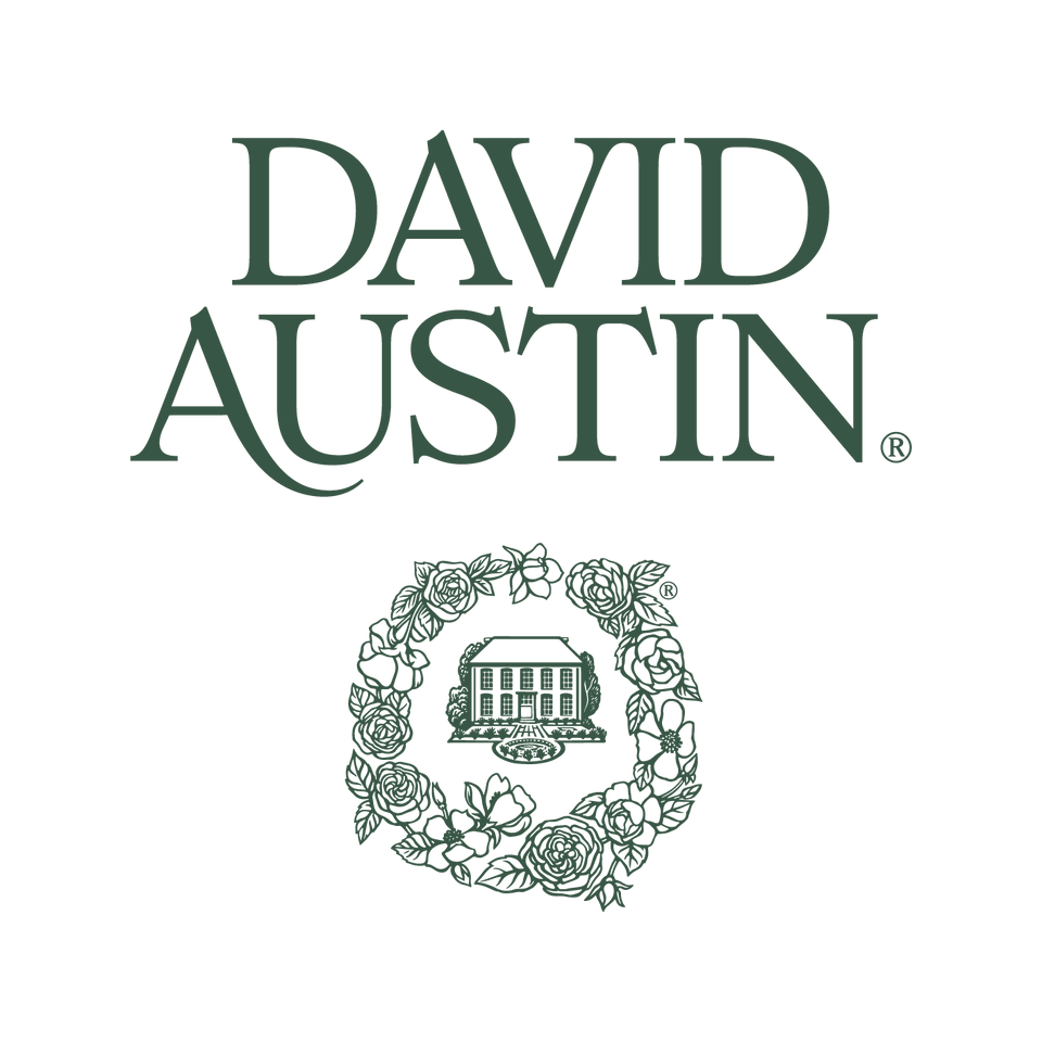 David Austin Roses - US