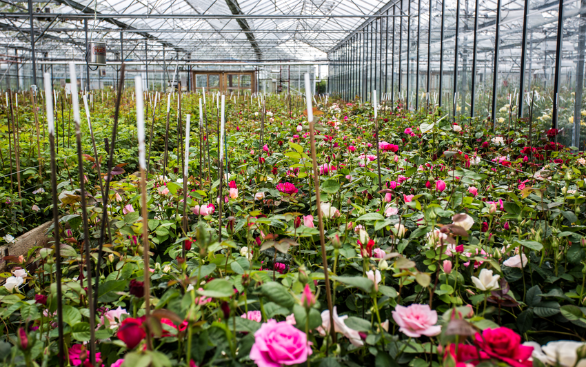 Inside the David Austin greenhouses showing English roses