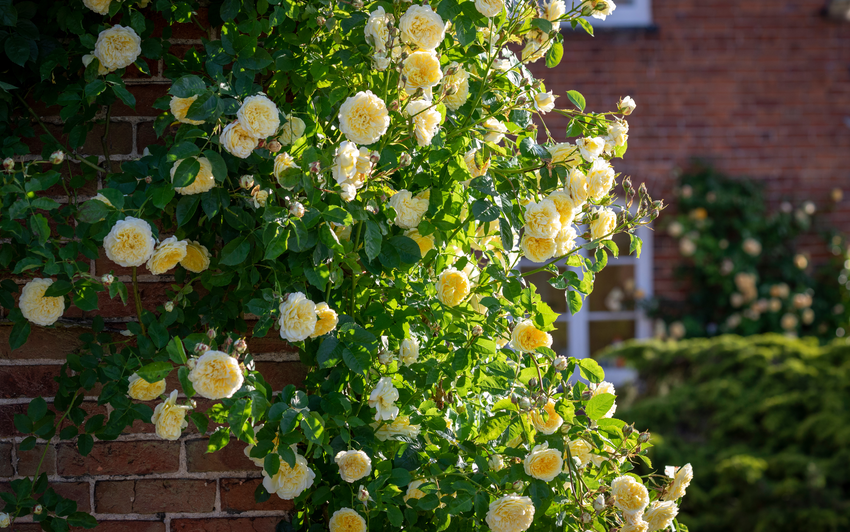 The Pilgrim yellow English climbing rose bred by David Austin