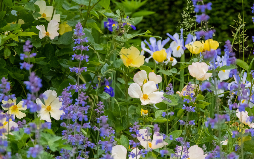 Tottering_by_Gently yellow rose bred by David Austin